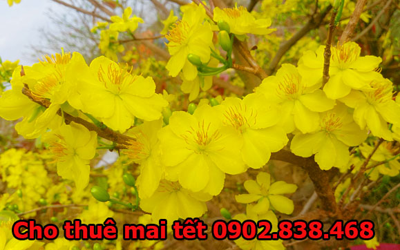 CHO THUÊ MAI TẾT